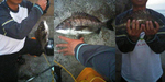 クロダイ 37センチ 初釣果!