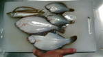 糸魚川のカレイ 4月@