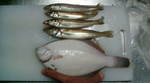糸魚川のカレイ 4月A