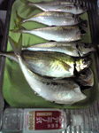 尺アジの嵐