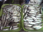 アジの数釣りに挑戦