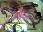 タコ