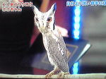 アフリカオオコノハズク ポポちゃん