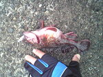 沖カサゴ