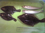 カレイ、カレイ、カレイ
