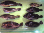 根魚天国
