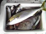 寺泊 船釣り
