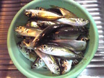 今年最後の豆アジ