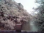 新潟の桜