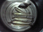 私の釣果