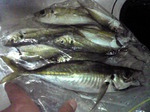 堤防真下の中アジ