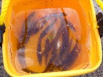 豆アジ
