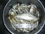 イナダ! 記録更新 in 豆アジ