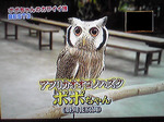 アフリカオオコノハズク ポポちゃん